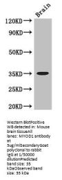 MYOD1 Antibody