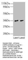 SNRPG Antibody