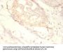 SNRPG Antibody