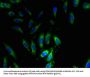 SNRPG Antibody