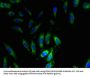 SNRPG Antibody