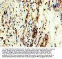 MYT1 Antibody