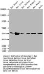 Nampt Antibody