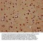 NAP1L5 Antibody