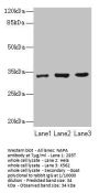 NAPA Antibody