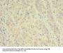 NAPA Antibody