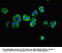 NAPA Antibody