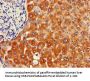 NAT1 Antibody