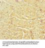 NBAS Antibody