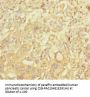 NBAS Antibody