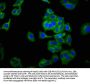 NCAM2 Antibody