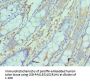 NCBP2 Antibody