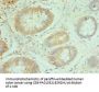 NCBP2 Antibody