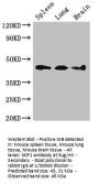 NCF1 Antibody