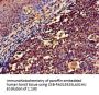 NCF1 Antibody