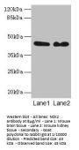 NCK2 Antibody