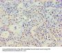 NCK2 Antibody