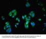 NCK2 Antibody