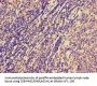 NCR1 Antibody