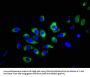 NCR1 Antibody