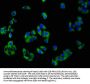 NCR3 Antibody