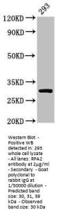 RPA2 Antibody