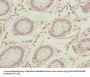 RPA2 Antibody