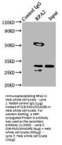 RPA2 Antibody