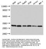 RPA2 Antibody