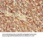 NDUFB3 Antibody