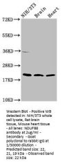 NDUFB8 Antibody