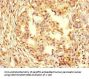 PCNA Antibody
