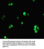 PCNA Antibody