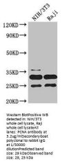 PCNA Antibody