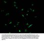 NEFH Antibody