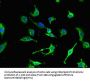 NES Antibody