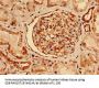 NES Antibody