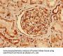NES Antibody