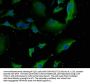NEURL1B Antibody