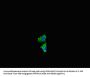 NF2 Antibody