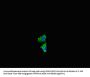 NF2 Antibody