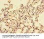 NFIC Antibody