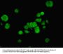 NFIC Antibody