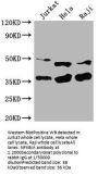 NFKBIA Antibody