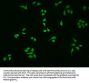 NFKBIA Antibody