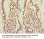 NFYB Antibody