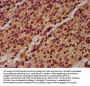 NLRP6 Antibody