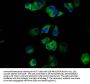 NLRP6 Antibody