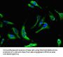 NME5 Antibody