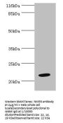 NME6 Antibody